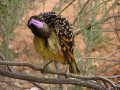 Chlamydera guttata