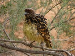 Chlamydera guttata