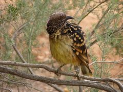 Chlamydera guttata