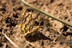 Epelis truncataria