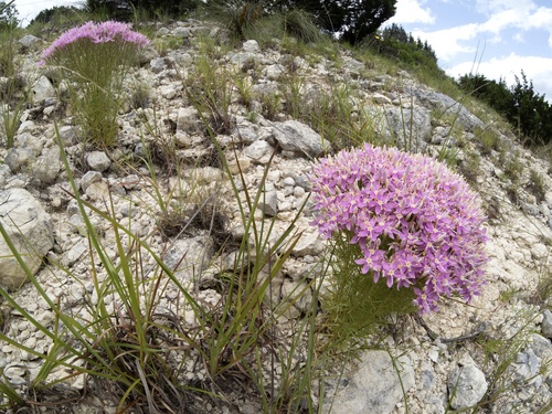 Image of Zeltnera beyrichii by (c) Turner Brockman, some rights reserved (CC BY-SA)