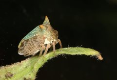 Alosextius carinatus