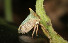 Alosextius carinatus