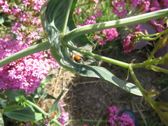 Hippodamia quinquesignata