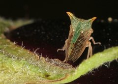 Alosextius carinatus