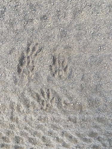 Raccoon Tracks – NatureTracking