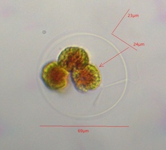 Haematococcus