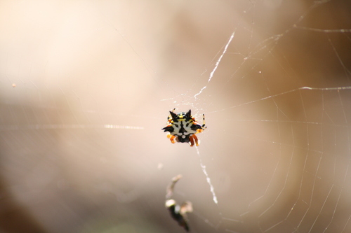 Christmas Jewel Spider photo 2