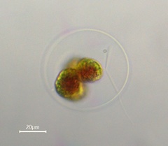 Haematococcus