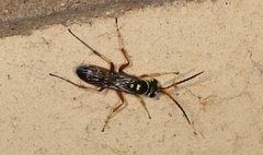 Batozonellus vespoides