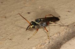 Batozonellus vespoides