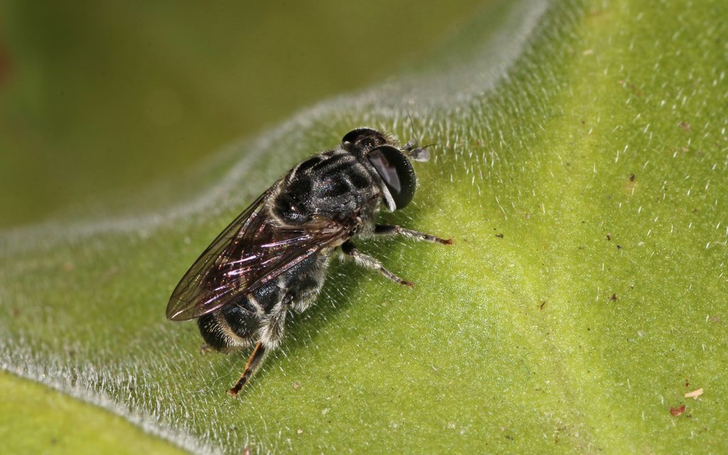 Eumerus obliquus