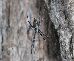 Argiope ocyaloides