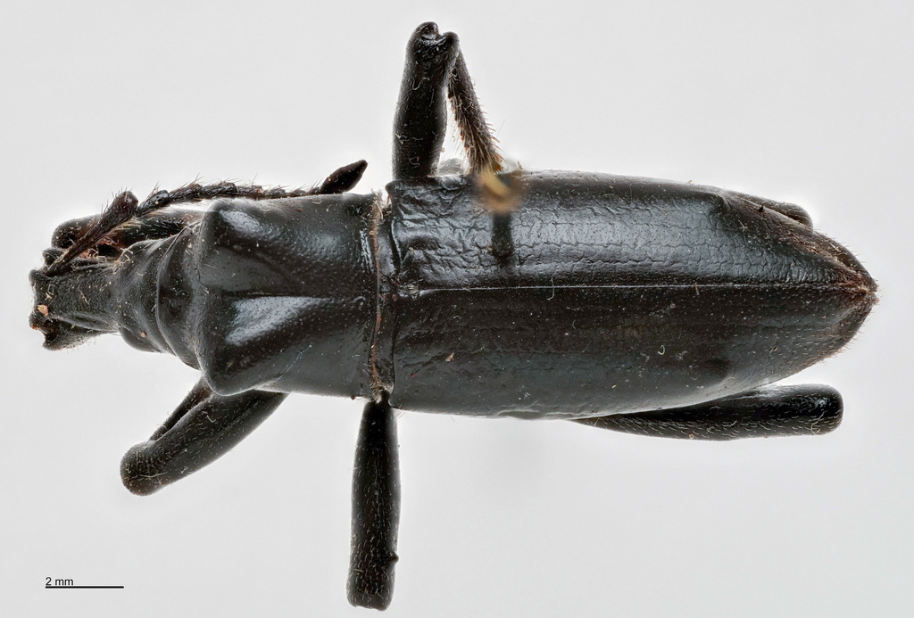 Gymnopholus brandti