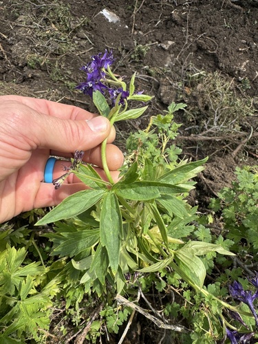 Image of Delphinium barbeyi by (c) Kenzie Anderson-Bell, some rights reserved (CC BY)