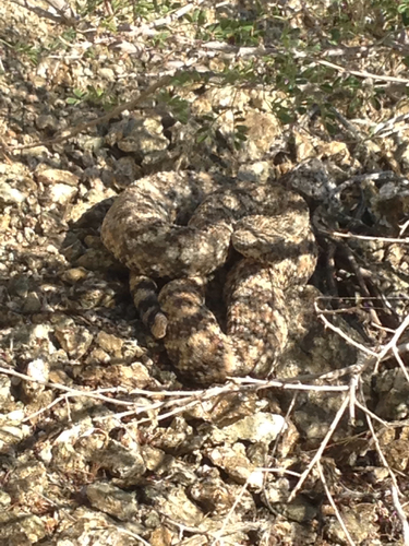iNaturalist observation photo of Southwestern Speckled Rattlesnake