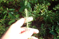 Liatris aspera