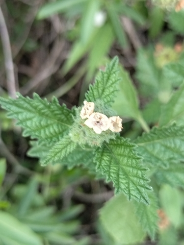 Image of Varronia globosa by no rights reserved