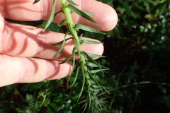 Liatris aspera