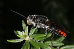 Zaspilothynnus