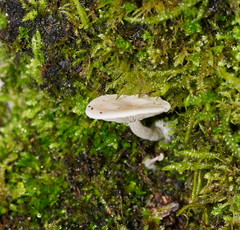 Clitocybe semiocculta