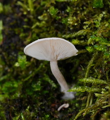 Clitocybe semiocculta