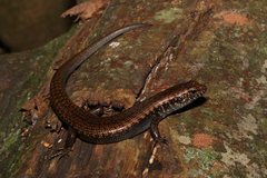 Silvascincus murrayi