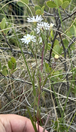 Image of Symphyotrichum boreale by no rights reserved