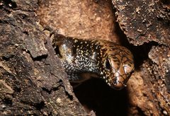 Silvascincus murrayi