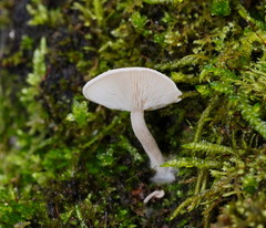 Clitocybe semiocculta