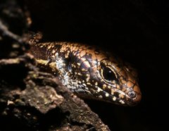 Silvascincus murrayi