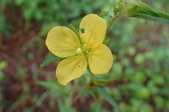 Ludwigia hirtella