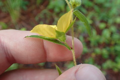 Ludwigia hirtella