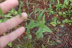 Ludwigia hirtella