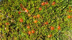 Coprosma perpusilla