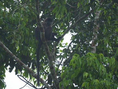 Lophocebus albigena