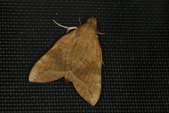 Nephele subvaria