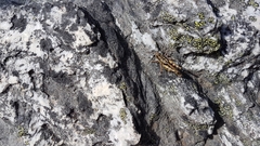 Sigaus australis