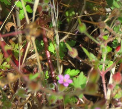 Robertium