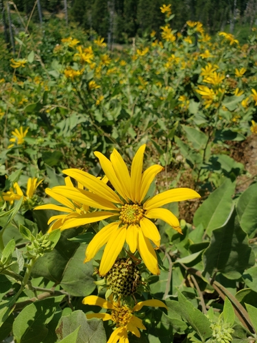 Agnorhiza elata (H.M.Hall) W.A.Weber