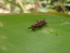 Sphenocorynes kosempoensis