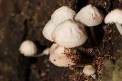Filoboletus