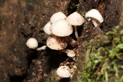 Filoboletus