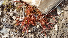 Epilobium tasmanicum
