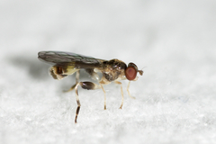 Sphegina