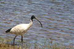 Threskiornis molucca