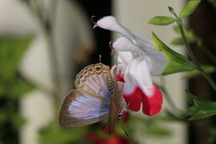 Theclinesthes miskini