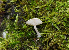 Clitocybe semiocculta
