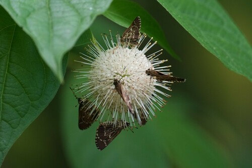 Cephalanthus occidentalis
