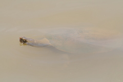 Emydura macquarii